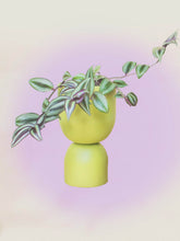 Load image into Gallery viewer, Gemini Mini Pot
